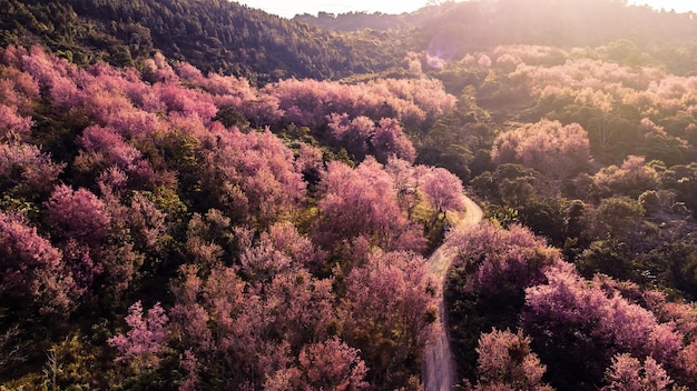 Luftaufnahme der Landschaft Schöne wilde Himalaya-Kirsche Blühen rosa Prunus cerasoides Blüten