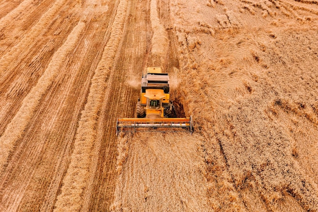 Luftaufnahme der Mähdrescher-Landwirtschaftsmaschine, die auf einem goldenen reifen Weizenfeld arbeitet