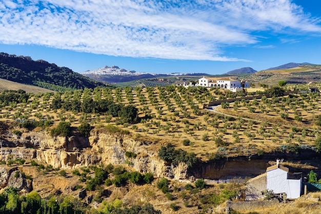 Luftaufnahme der rustikalen Landschaft von Andalusien und Cadiz, die von Olivenbäumen und Weinbergen an den Hängen der Berge gebildet wird