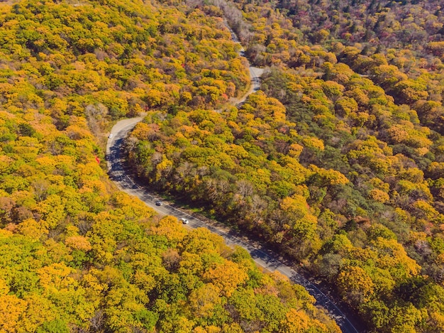 Luftaufnahme der Straße im schönen Herbstwald bei Sonnenuntergang Schöne Landschaft mit leeren ländlichen Straßenbäumen mit roten und orangefarbenen Blättern Autobahn durch den Park Draufsicht von der fliegenden Drohne Natur