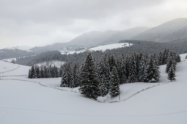 Luftaufnahme der Winterlandschaft mit Berghügeln, die nach starkem Schneefall an einem kalten, ruhigen Abend mit immergrünem Kiefernwald bedeckt sind.