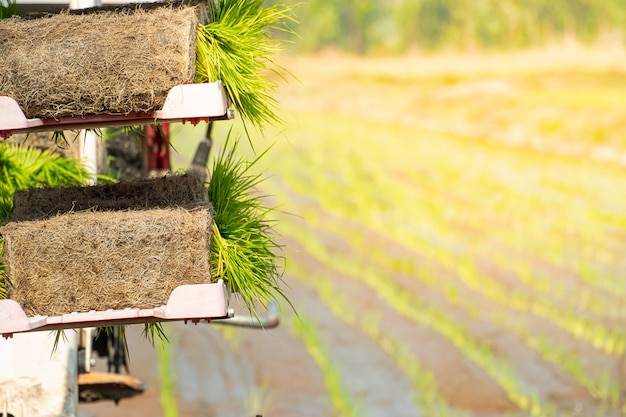 Luftaufnahme der Zuckerrohrplantage