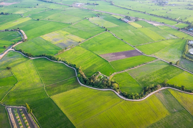 Luftaufnahme des Anbaus von grünen Reisfeldern auf landwirtschaftlichen Flächen auf dem Land