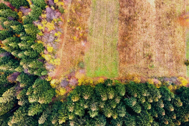 Luftaufnahme des Bergkiefernwaldes mit kahlem Abholzungsgebiet von abgeholzten Bäumen.