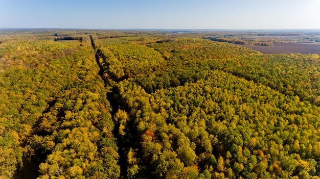 Luftaufnahme des bunten Herbstwaldes