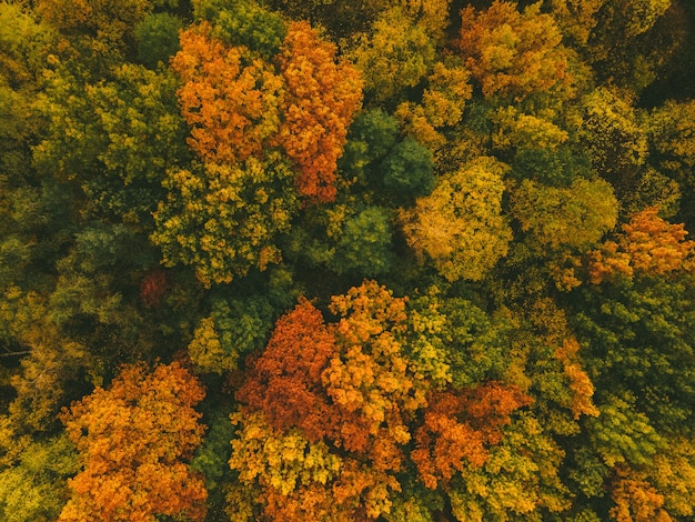Luftaufnahme des bunten Kopienraums des Herbstwaldes