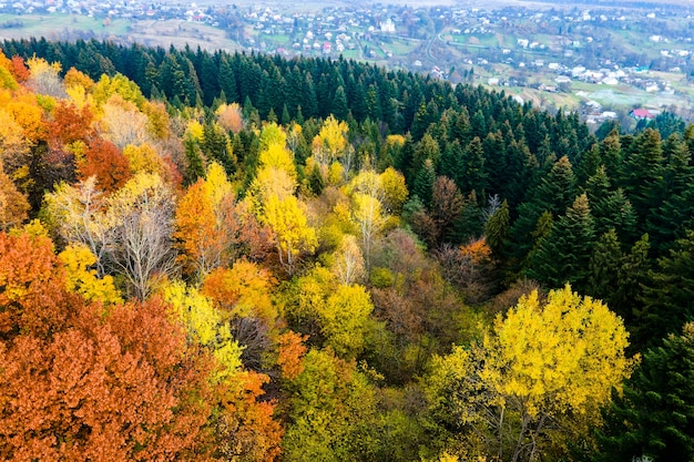 Luftaufnahme des dichten grünen Kiefernwaldes mit Fichtendächern und farbenfrohem üppigem Laub in den Herbstbergen.