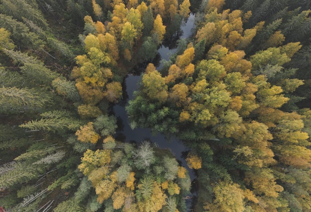 Luftaufnahme des Flusses, der in den schönen vergilbten Herbstwald fließt. Draufsicht Farbtöne des Herbstes