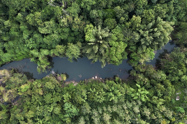 Luftaufnahme des Flusses im üppigen tropischen Regenwald im Naturpark auf dem Land