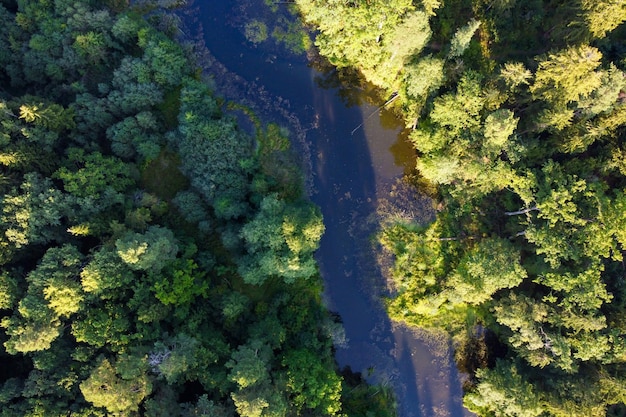 Luftaufnahme des Flusses und des grünen Waldes