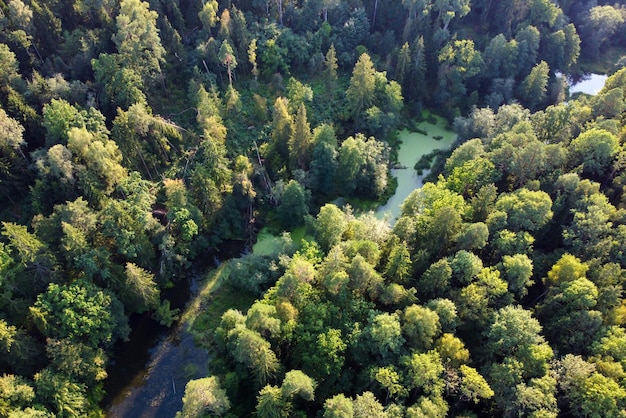 Luftaufnahme des Flusses und des grünen Waldes