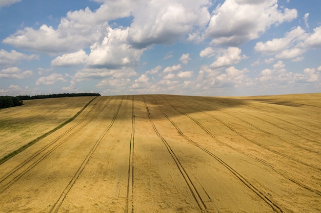 Luftaufnahme des gelben Landwirtschaftsweizenfeldes, das bereit ist, im Spätsommer geerntet zu werden.