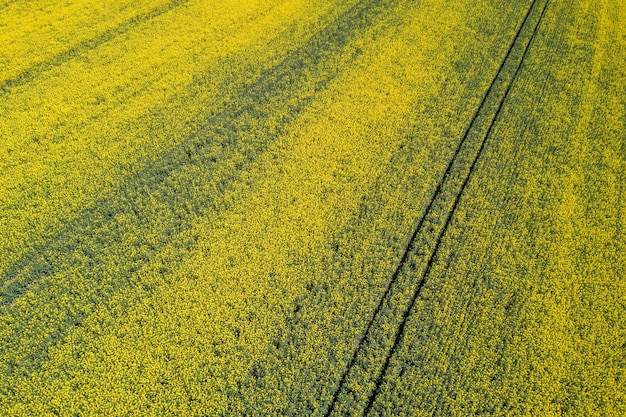 Luftaufnahme des gelben Rapsfeldes. Landwirtschaftliche Felder aus der Luft.
