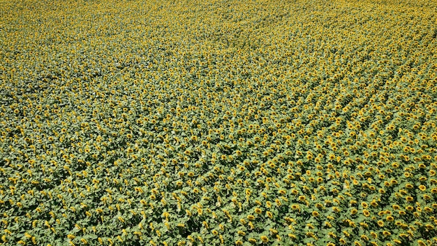 Luftaufnahme des gelben Sonnenblumenfeldes Landwirtschaft in Polen