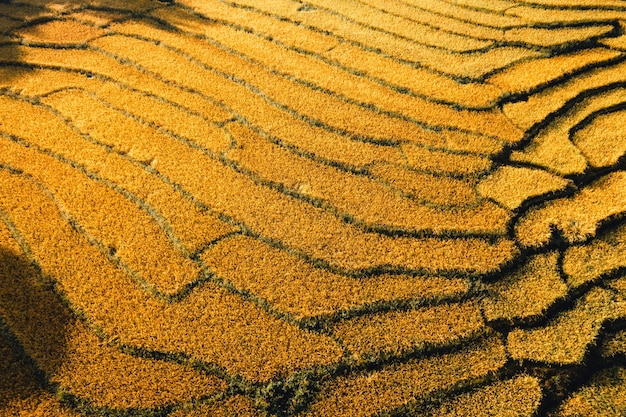 Luftaufnahme des goldenen Reisterrassenfeldes in Chiang Mai Thailand