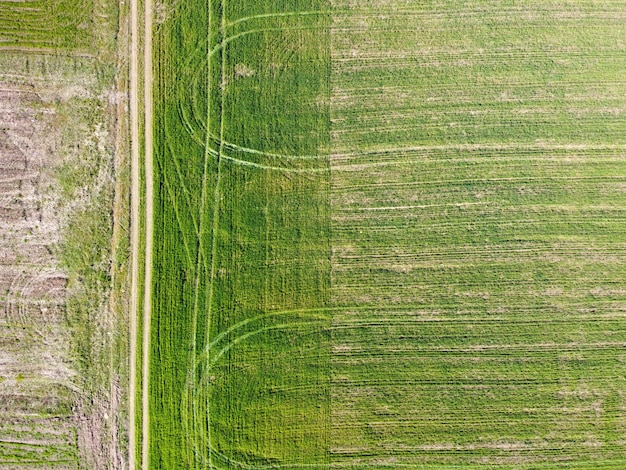 Luftaufnahme des grünen Feldes mit Radmarkierungen und Landstraße. Landwirtschaftliche Frühlingslandschaft, Ackerland, Draufsicht. Landwirtschaft. Wachsende Winterkulturen