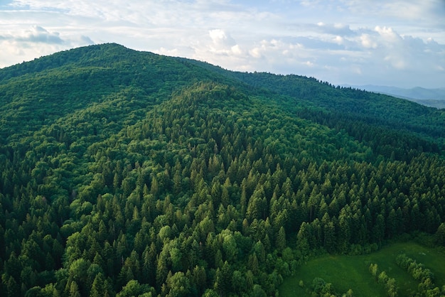 Luftaufnahme des grünen Kiefernwaldes mit dunklen Fichten, die Berghügel bedecken Nördliche Waldlandschaft von oben