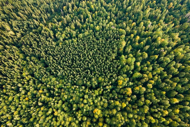 Luftaufnahme des grünen Kiefernwaldes mit dunklen Fichten Nördliche Waldlandschaft von oben