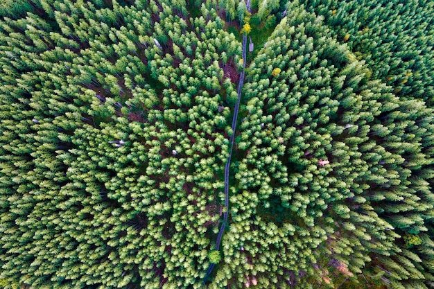 Luftaufnahme des grünen Kiefernwaldes mit dunklen Fichten Nördliche Waldlandschaft von oben