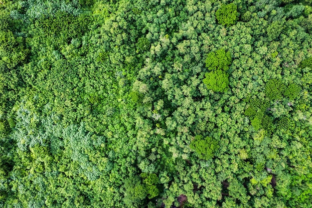 Luftaufnahme des grünen mehrjährigen Baums der Forstwirtschaft im tropischen Regenwald CO2-Fußabdruck und Dekarbonisierung