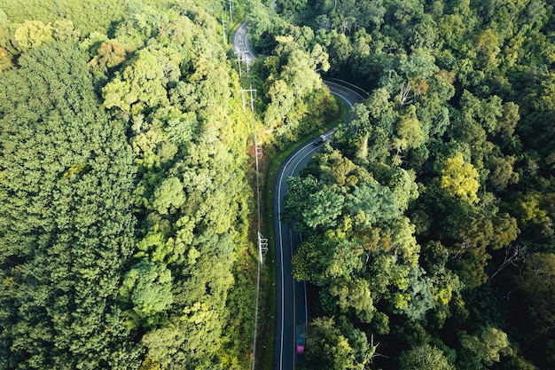 Luftaufnahme des grünen Sommerbaums und des Waldes mit einer Straße