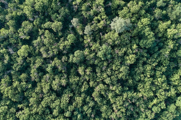 Luftaufnahme des grünen Sommerwaldes ° von oben. Bild mit dem Copter aufgenommen. Ansicht von oben