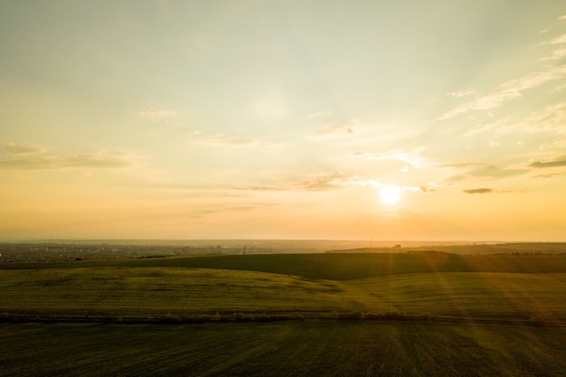 Luftaufnahme des hellgrünen landwirtschaftlichen Feldes mit wachsenden Rapspflanzen bei Sonnenuntergang