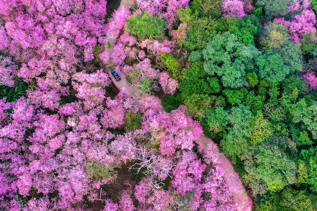 Luftaufnahme des Kirschblütenbaums in den Bergen von Phu Chi Fa in der Provinz Chiang Rai Thailand