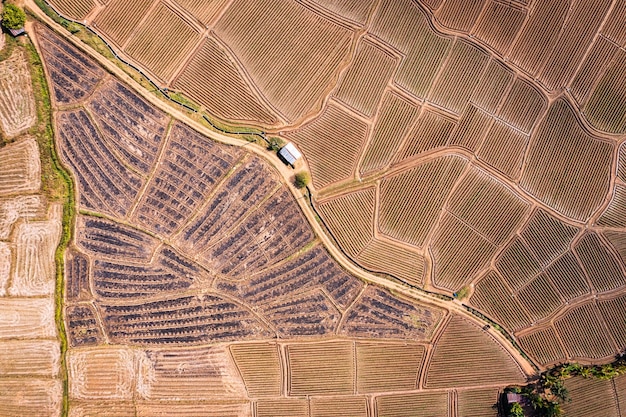 Luftaufnahme des landwirtschaftlichen Bodenrillenfeldes, das sich für den Anbau auf Ackerland auf dem Land vorbereitet