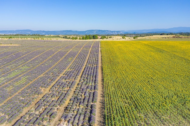 Luftaufnahme des Lavendelfeldes. Drohnenlandschaft von landwirtschaftlichen Feldern, erstaunliche Vogelperspektive