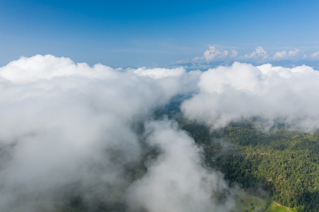 Luftaufnahme des mit Wolken bedeckten Waldes