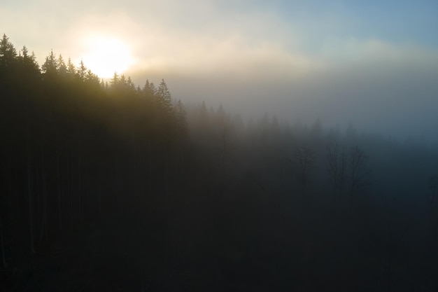 Luftaufnahme des nebligen Abends über dunklen Kiefernwaldbäumen bei hellem Sonnenuntergang Erstaunliche Landschaft des wilden Bergwaldes in der Abenddämmerung