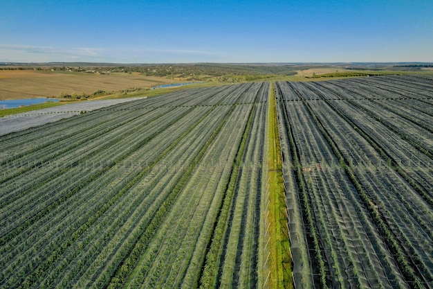 Luftaufnahme des Plastikgewächshauses auf Apfelgarten