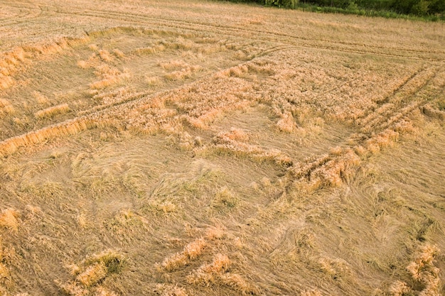 Luftaufnahme des reifen landwirtschaftlichen Feldes, das zur Ernte bereit ist, mit heruntergefallenen, von Windweizenköpfen gebrochenen Köpfen. Beschädigte Ernten und Landwirtschaftsausfallkonzept.