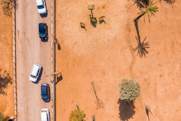 Luftaufnahme des Safariparks mit Giraffenfütterung aus den Autos. Luftsafari-Ansicht.