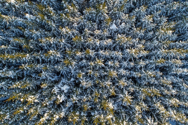 Luftaufnahme des schneebedeckten Nadelwaldes