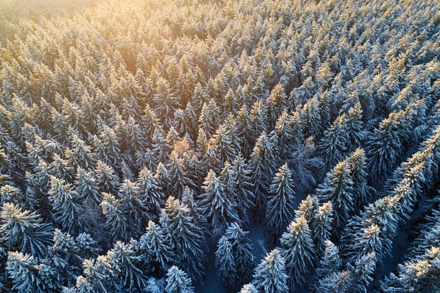 Luftaufnahme des schneebedeckten Tannenwaldes