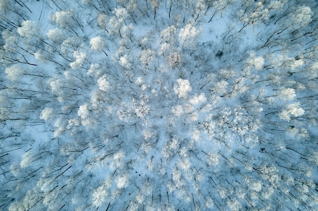 Luftaufnahme des schneebedeckten weißen Waldes mit gefrorenen Bäumen im kalten Winter Dichter wilder Wald im Winter