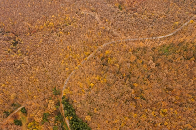 Luftaufnahme des schönen Herbstwaldes mit Straße