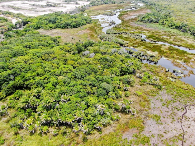 Luftaufnahme des tropischen Regenwalddschungels in Brasilien Feuchtgebietswald mit Fluss