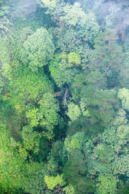 Luftaufnahme des tropischen Regenwaldes am nebligen Tag