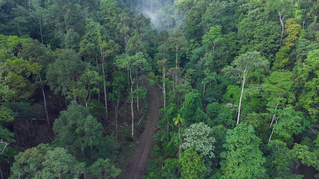 Luftaufnahme des tropischen Waldes, Aceh, Indonesien