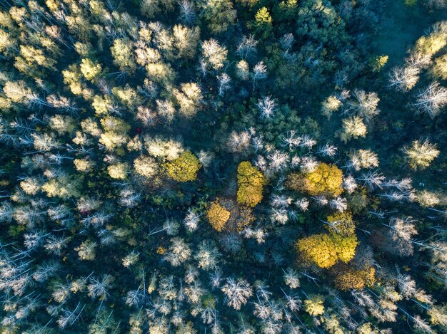 Luftaufnahme des Waldes im Herbst mit bunten Bäumen. Drohnenfotografie.