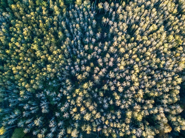 Luftaufnahme des Waldes im Herbst mit bunten Bäumen. Drohnenfotografie.