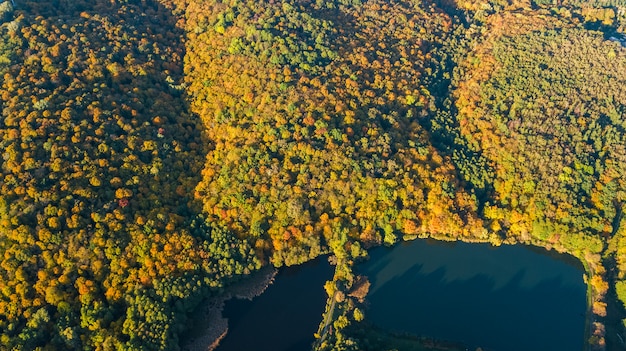 Luftaufnahme des Waldes mit gelben Bäumen und schöner Seelandschaft von oben, Kiew, Goloseevo Wald, Ukraine
