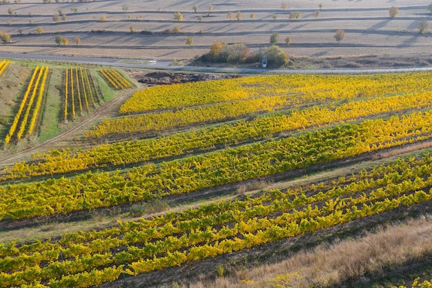 Luftaufnahme des Weinbergs