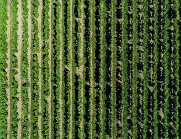 Luftaufnahme des Weinbergs