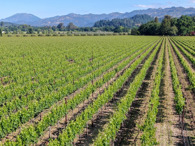 Luftaufnahme des Weinguts im Napa Valley Napa County im kalifornischen Wein USA