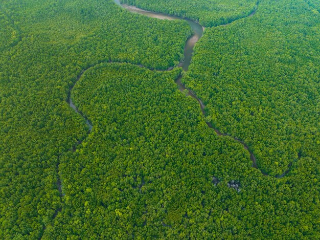 Luftaufnahme Drohnenaufnahme der Mangrovenwald-Landschaftsansicht in Phangnga Thailand Wunderschöner Sonnenaufgang oder Sonnenuntergang über dem Meer Erstaunliche Landschafts-Naturansicht