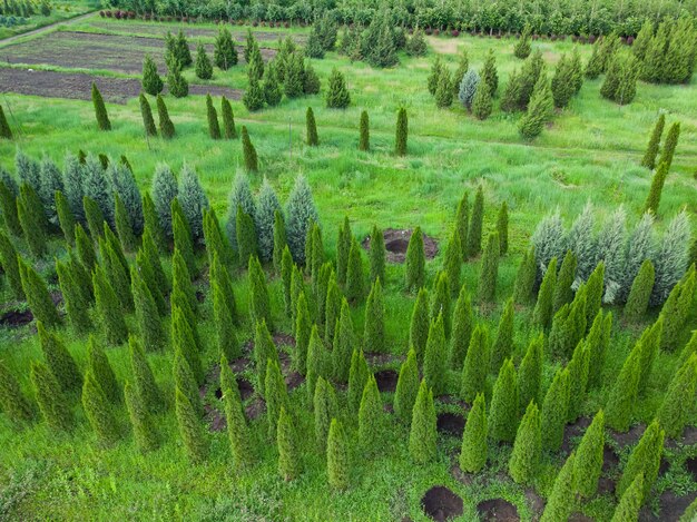 Luftaufnahme einer Baumfarm für die Landschaftsgestaltung